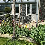 рак Apartament Warna